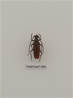 藏品(卓得魯薄翅天牛)的圖片